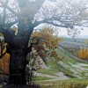 Чиновники прикрылись достопримечательным местом 